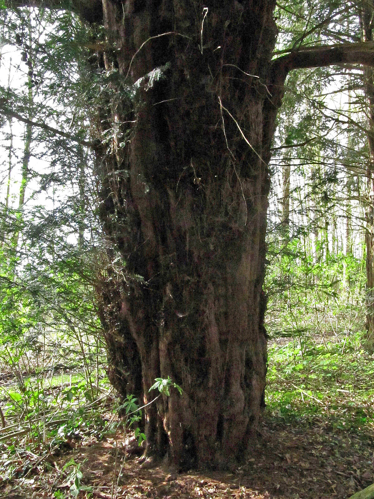 Taxus baccata - Havixbeck - März 2024