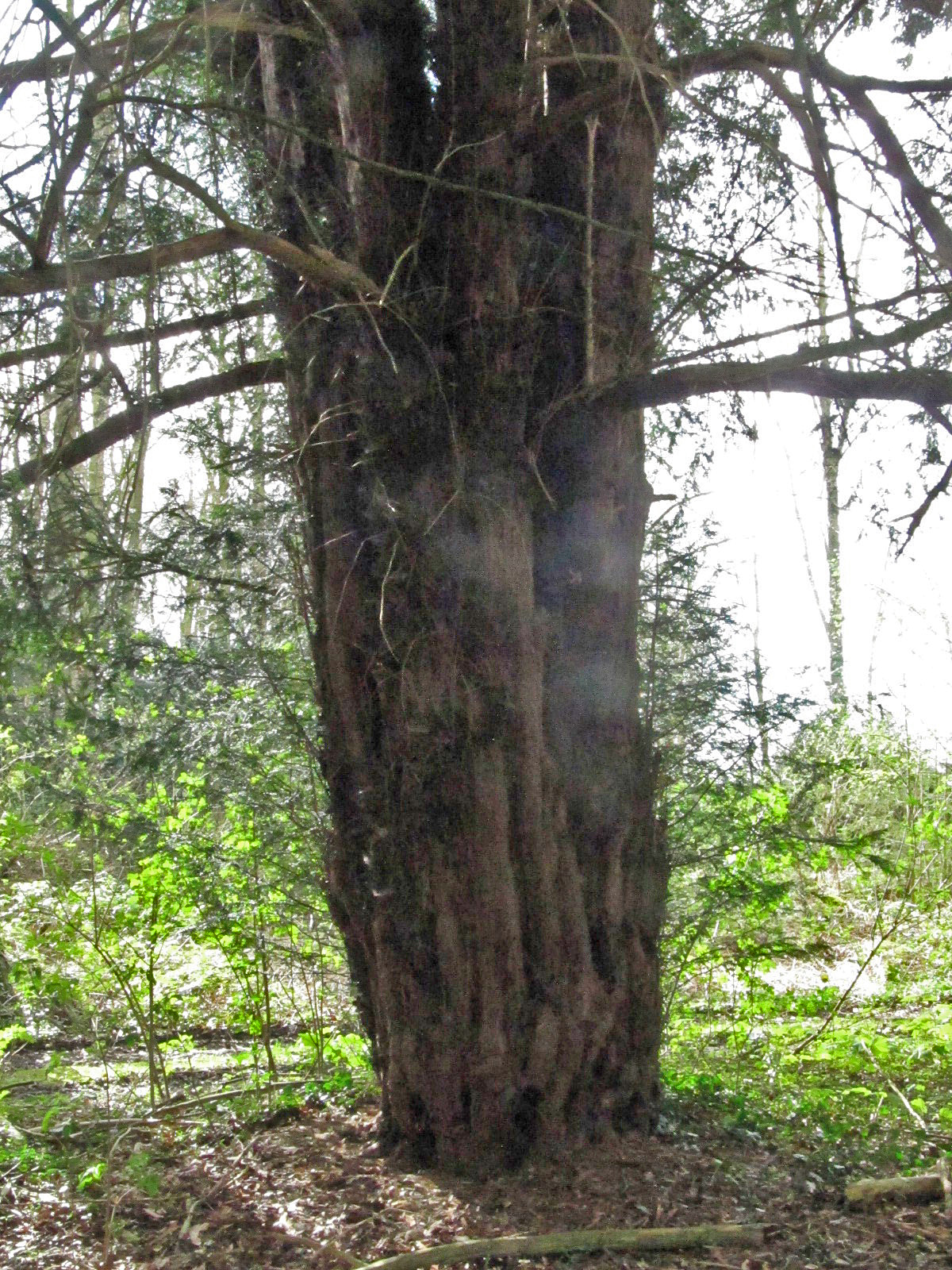 Taxus baccata - Havixbeck - März 2024