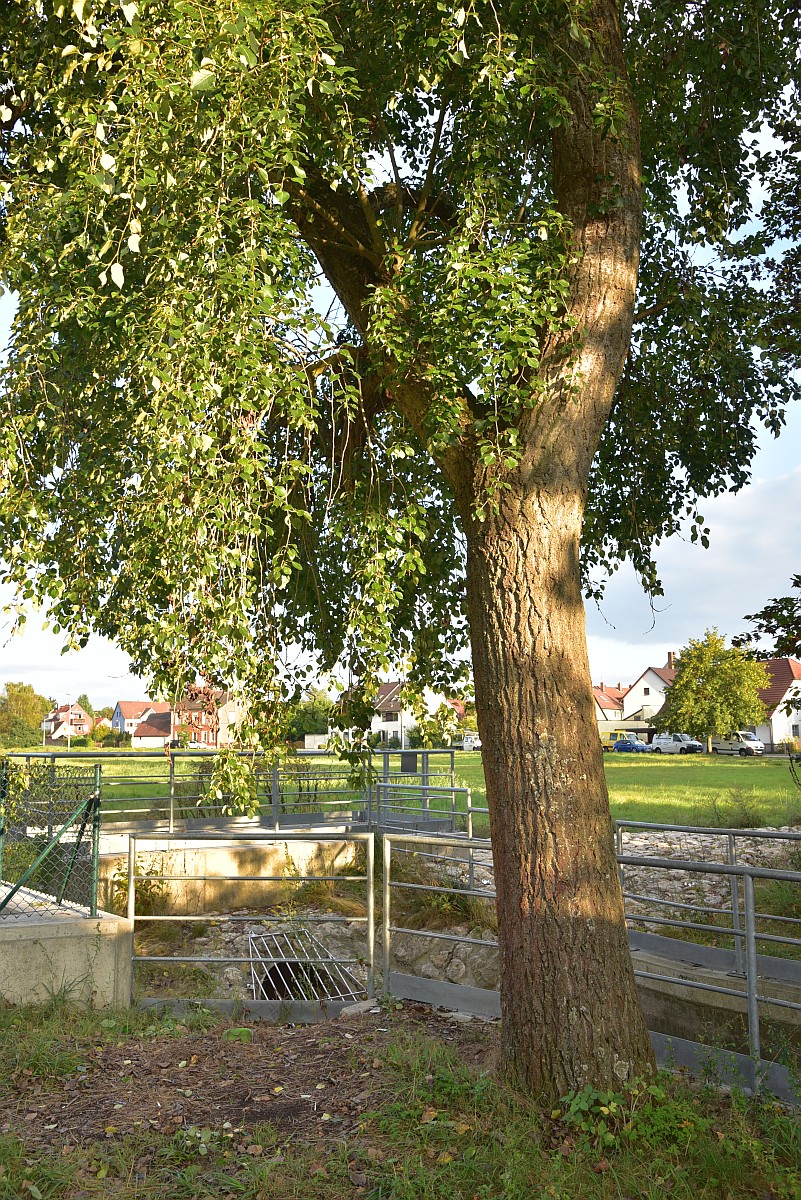 Populus simonii - Nürnberg-Ziegelstein - Mai 2021