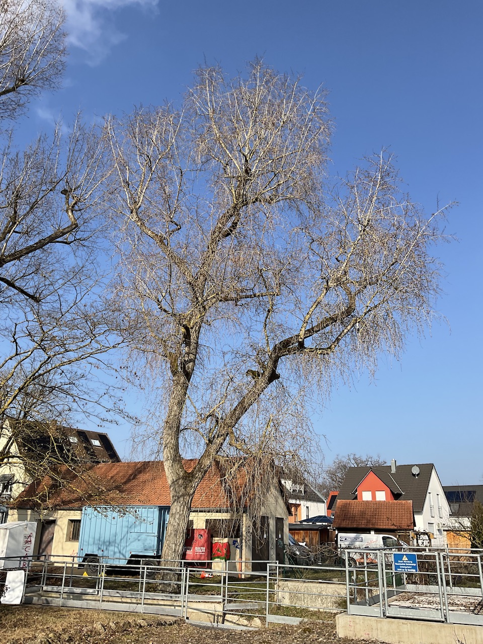 Populus simonii - Nürnberg-Ziegelstein - Febr. 2025