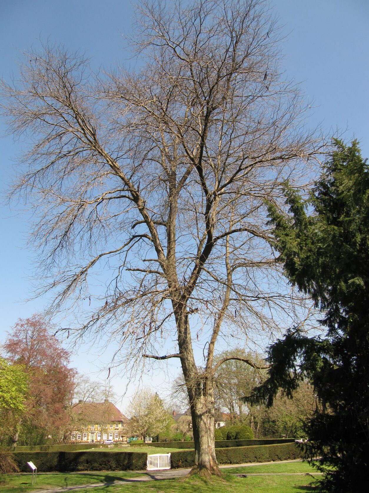 Gleditsia triacanthos - Bückeburg - April 2022