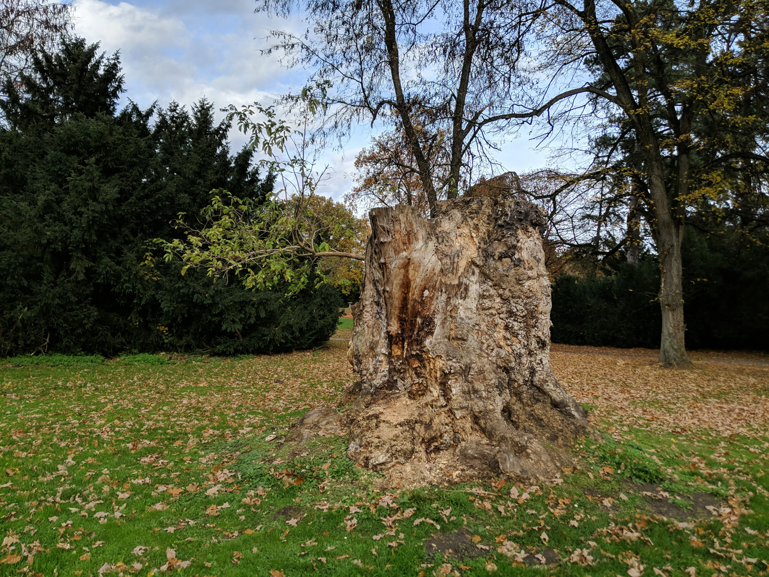 Acer pseudoplatanus