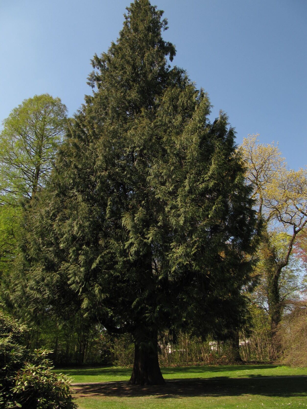 Thuja plicata - Bückeburg - April 2022