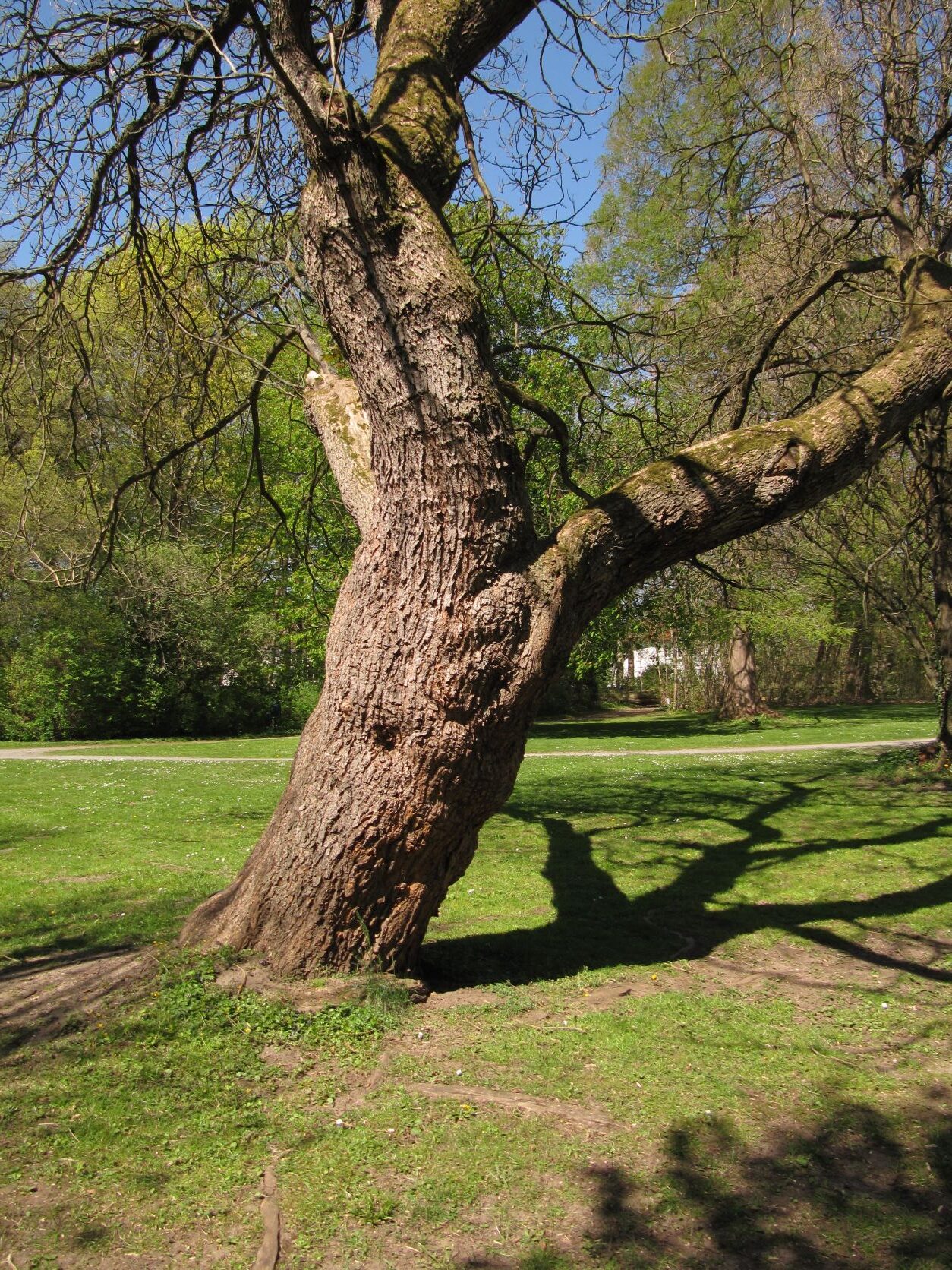 Catalpa bignonioides - Bückeburg - April 2022