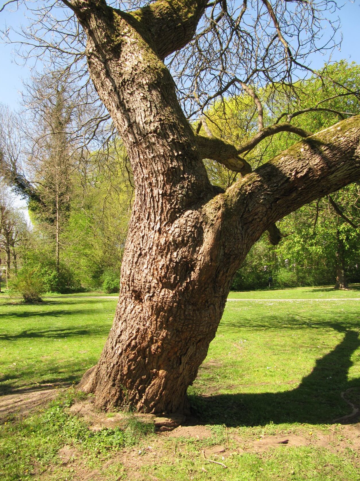 Catalpa bignonioides - Bückeburg - April 2022