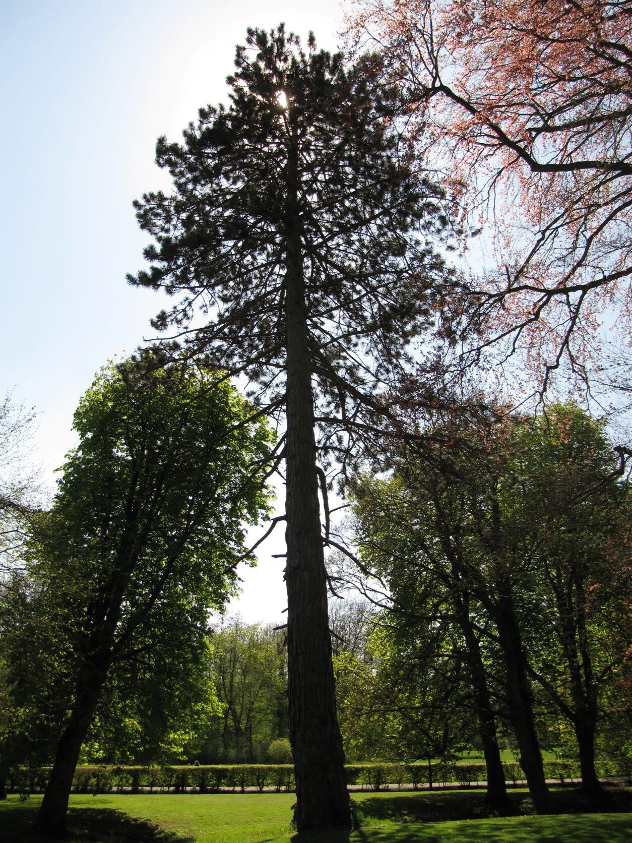 Pinus nigra - Bückeburg - April 2022