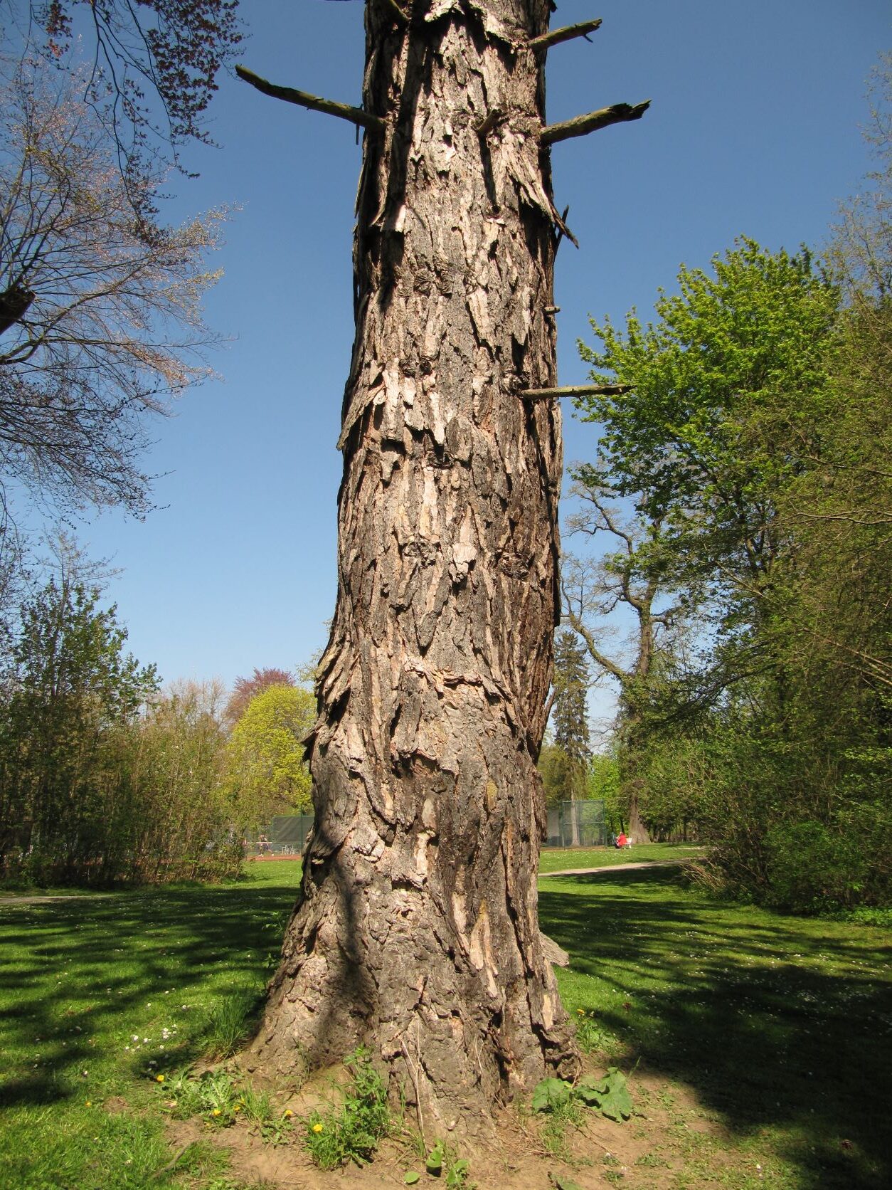 Pinus nigra - Bückeburg - April 2022