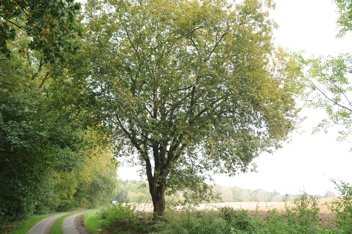 Salix caprea - Daschow - Oktober 2014