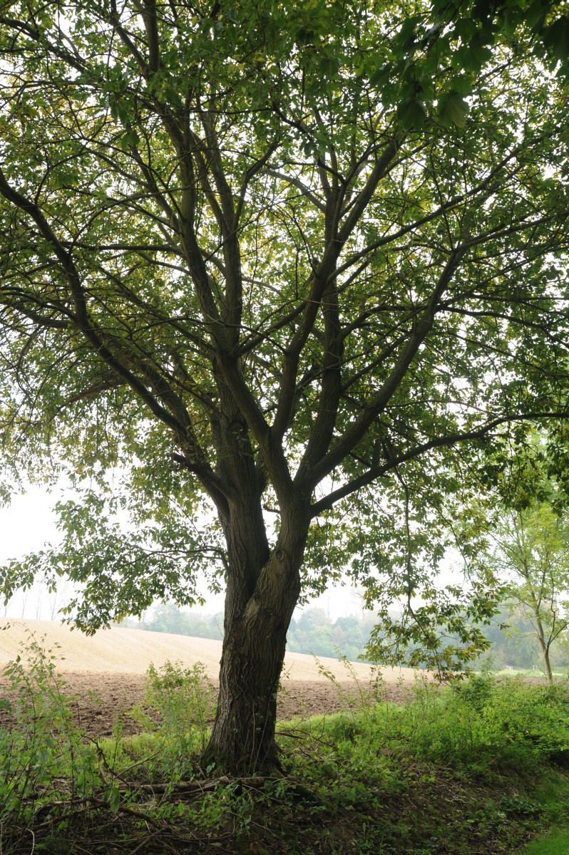 Salix caprea - Daschow - Oktober 2014