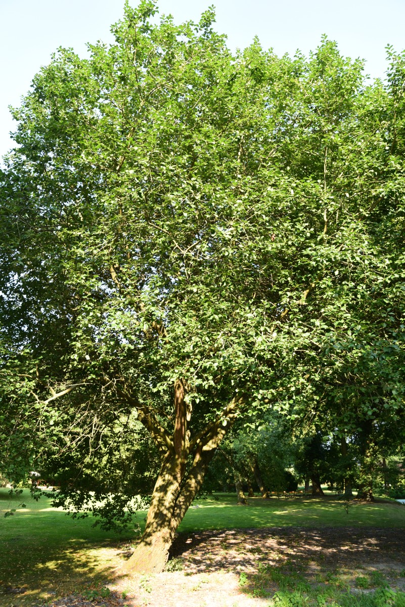 Salix caprea - Kremmen - 2015