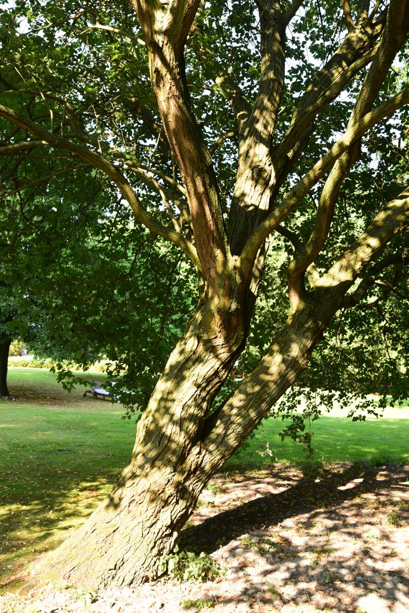 Salix caprea - Kremmen - 2015