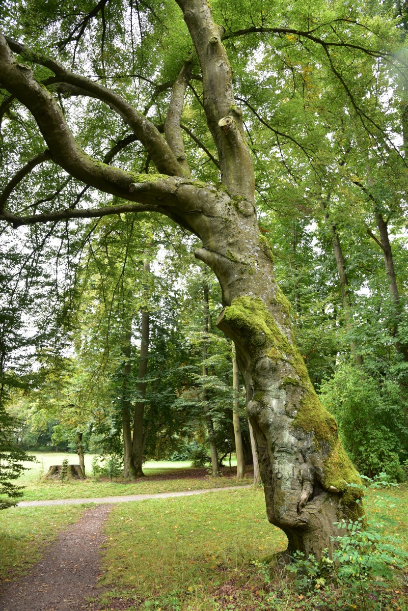 Fagus sylvatica 'Asplenifolia' - Regensburg - Oktober 2016