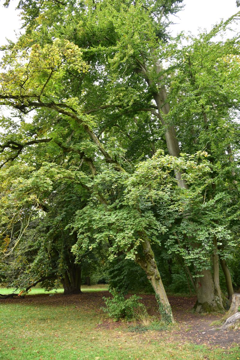 'Palmatifidum' Acer platanoides