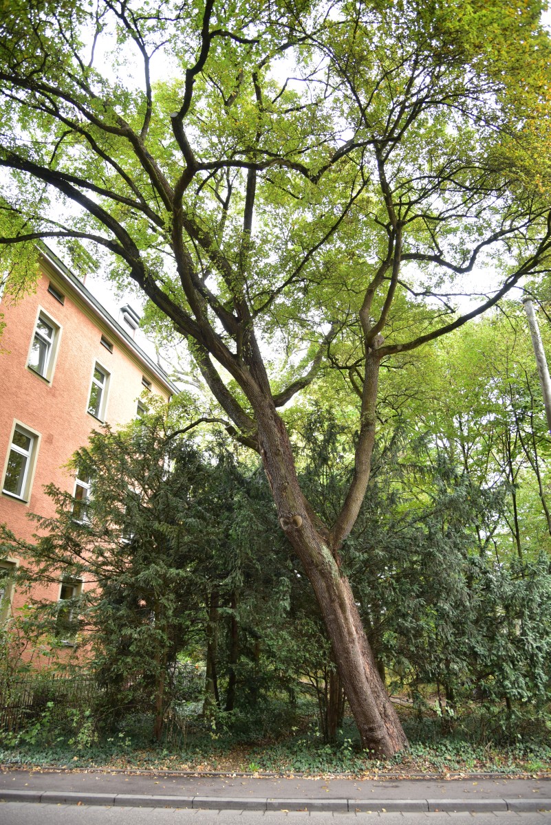 Acer monspessulanum