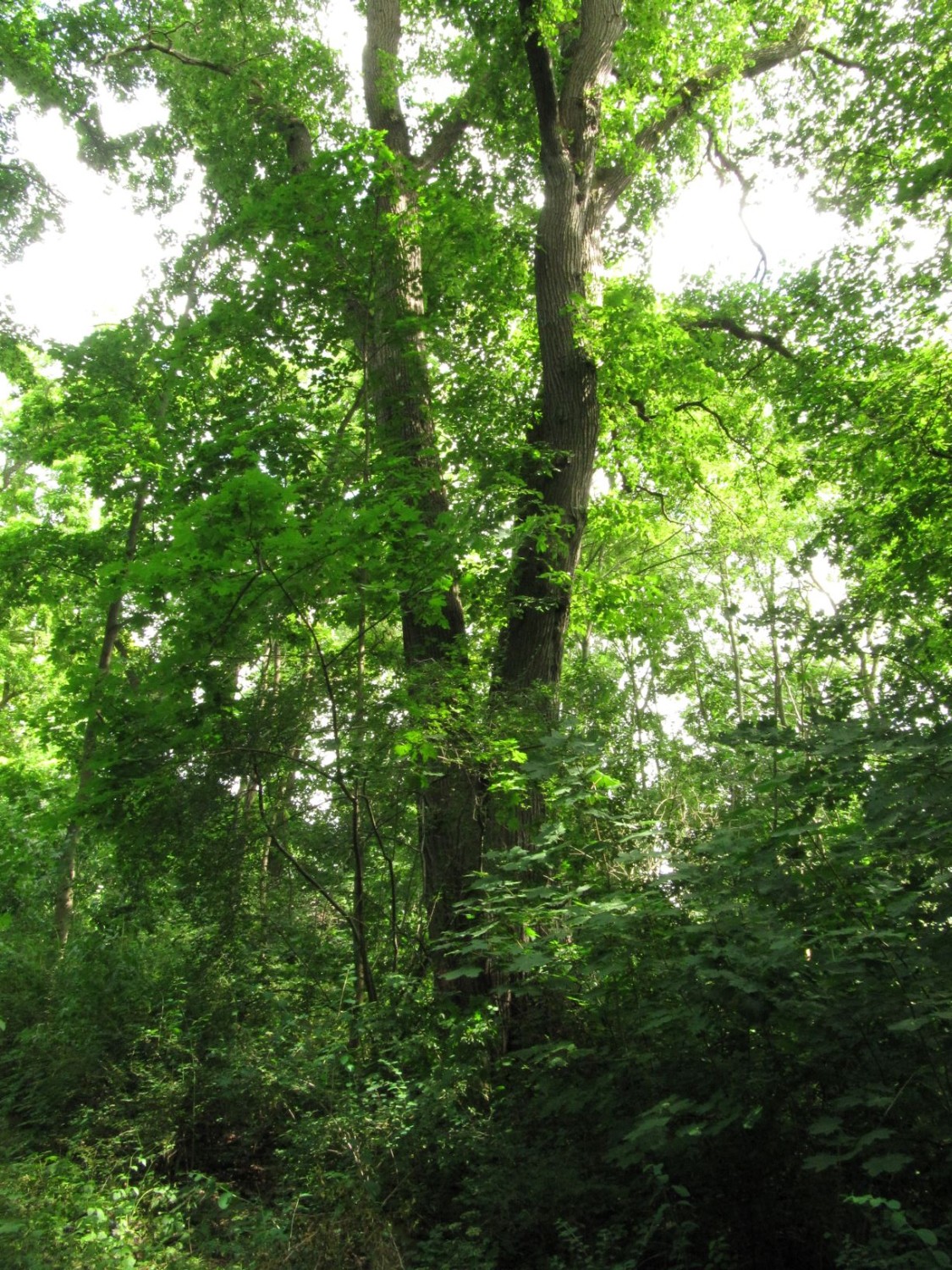Flatter-Ulme - Neindorf - 2021