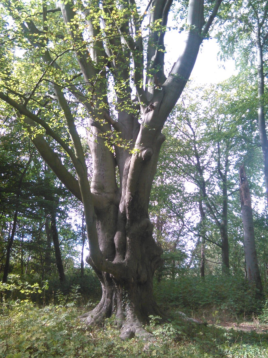 Fagus sylvatica