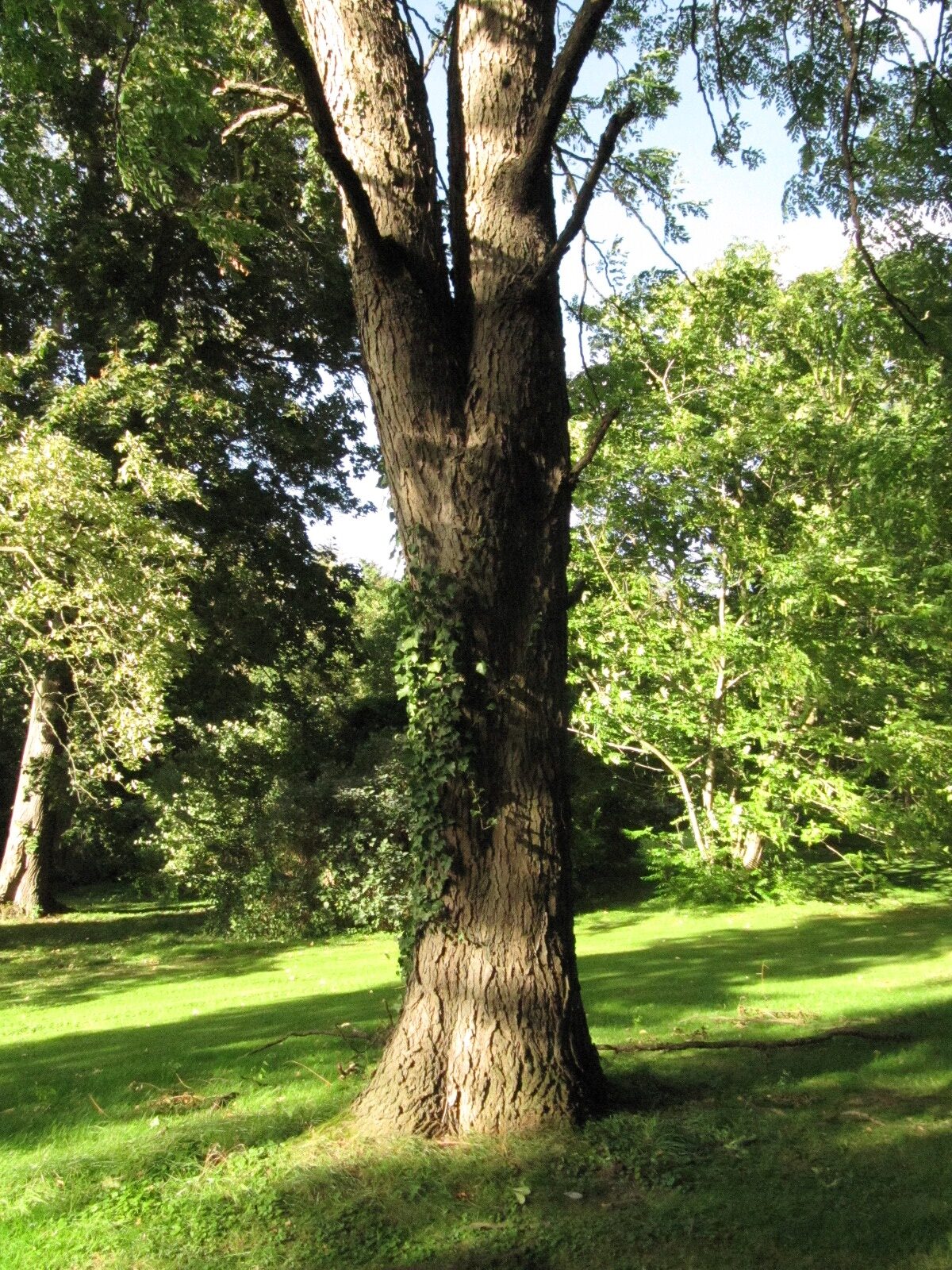 Gymnocladus dioicus - Cremlingen-Destedt - Sept. 2023