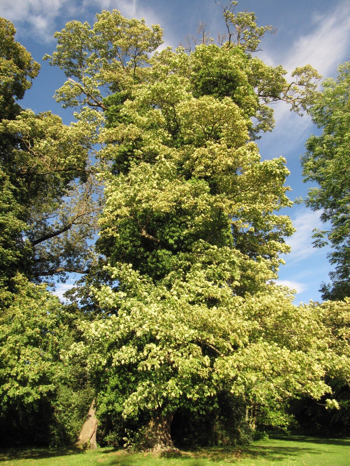 'Zebrina' Acer pseudoplatanus