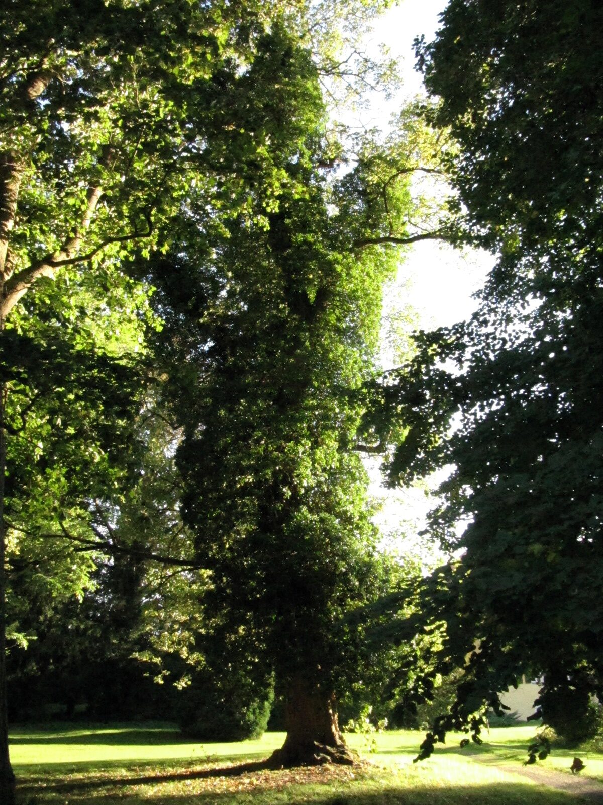 Acer pseudoplatanus 'Zebrina' - Cremlingen-Destedt - Sept. 2023
