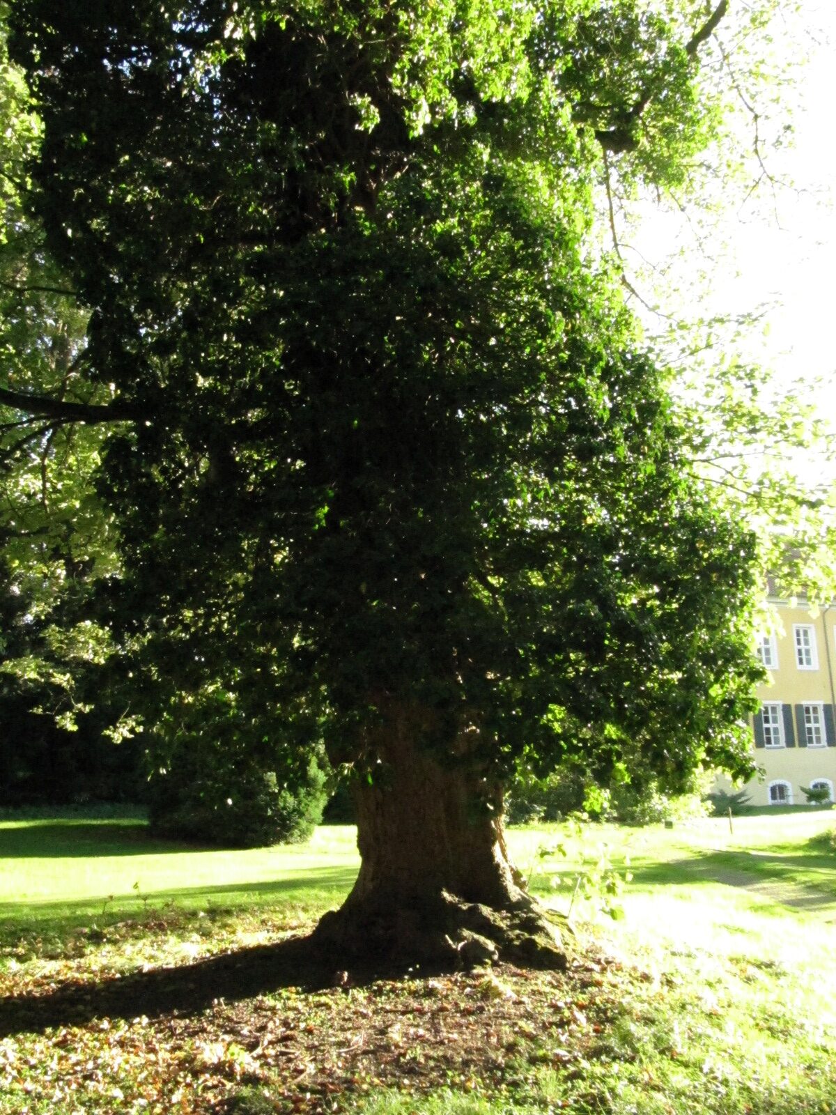 Acer pseudoplatanus 'Zebrina' - Cremlingen-Destedt - Sept. 2023