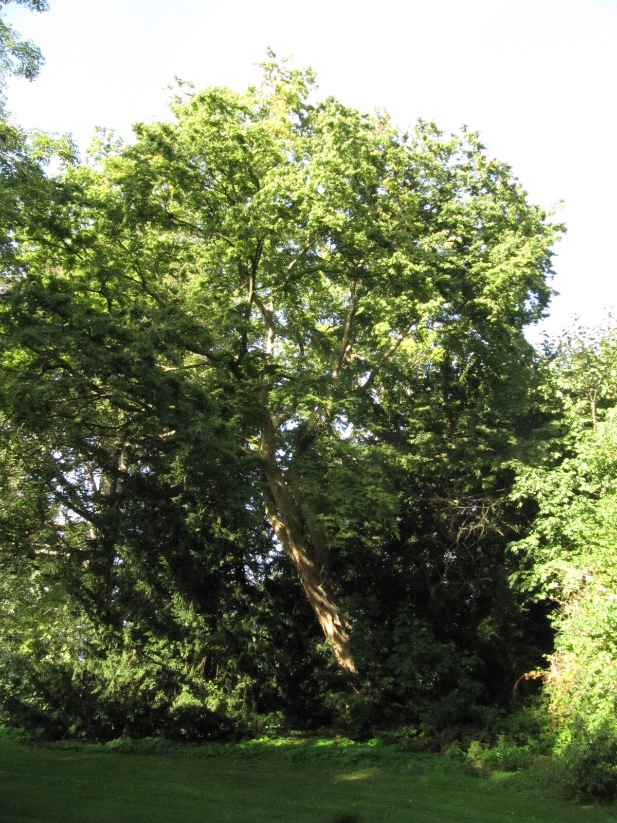 serrata Zelkova