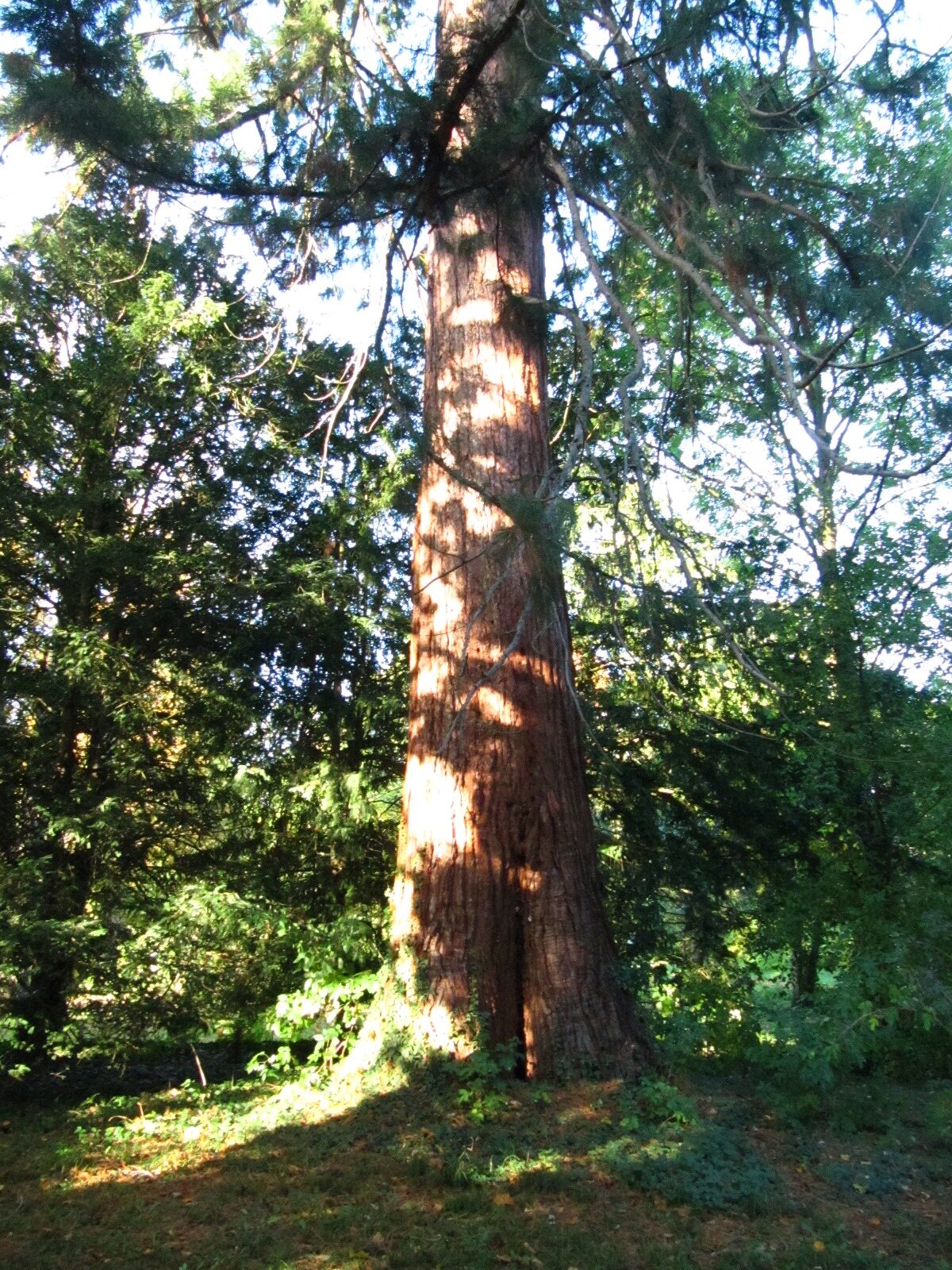 giganteum Sequoiadendron