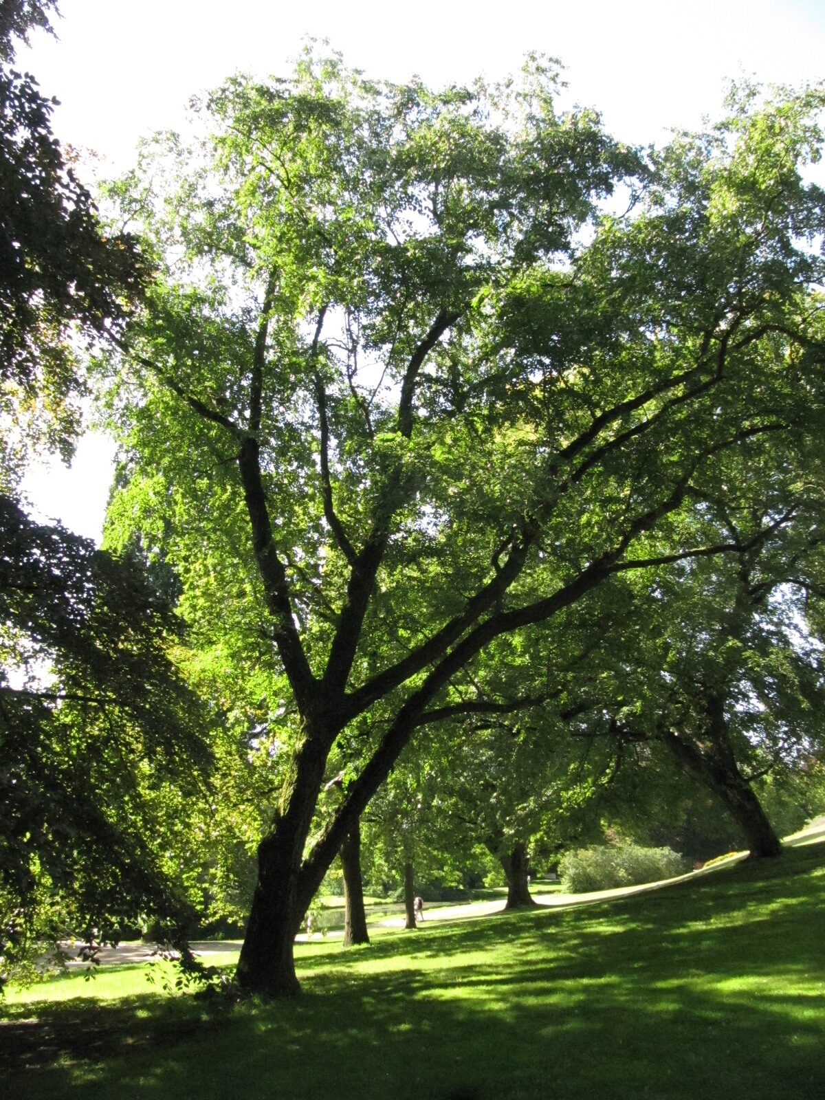 Betula nigra