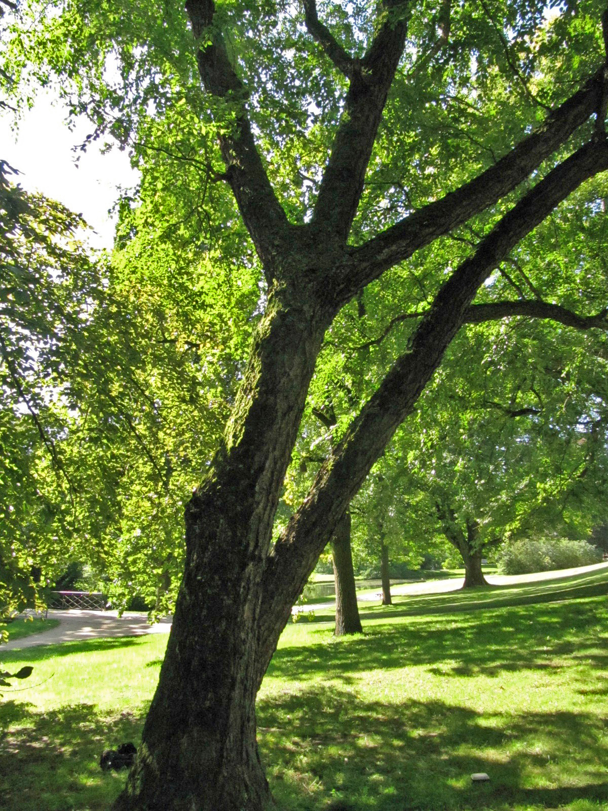 Betula nigra - Celle - Sept. 2023