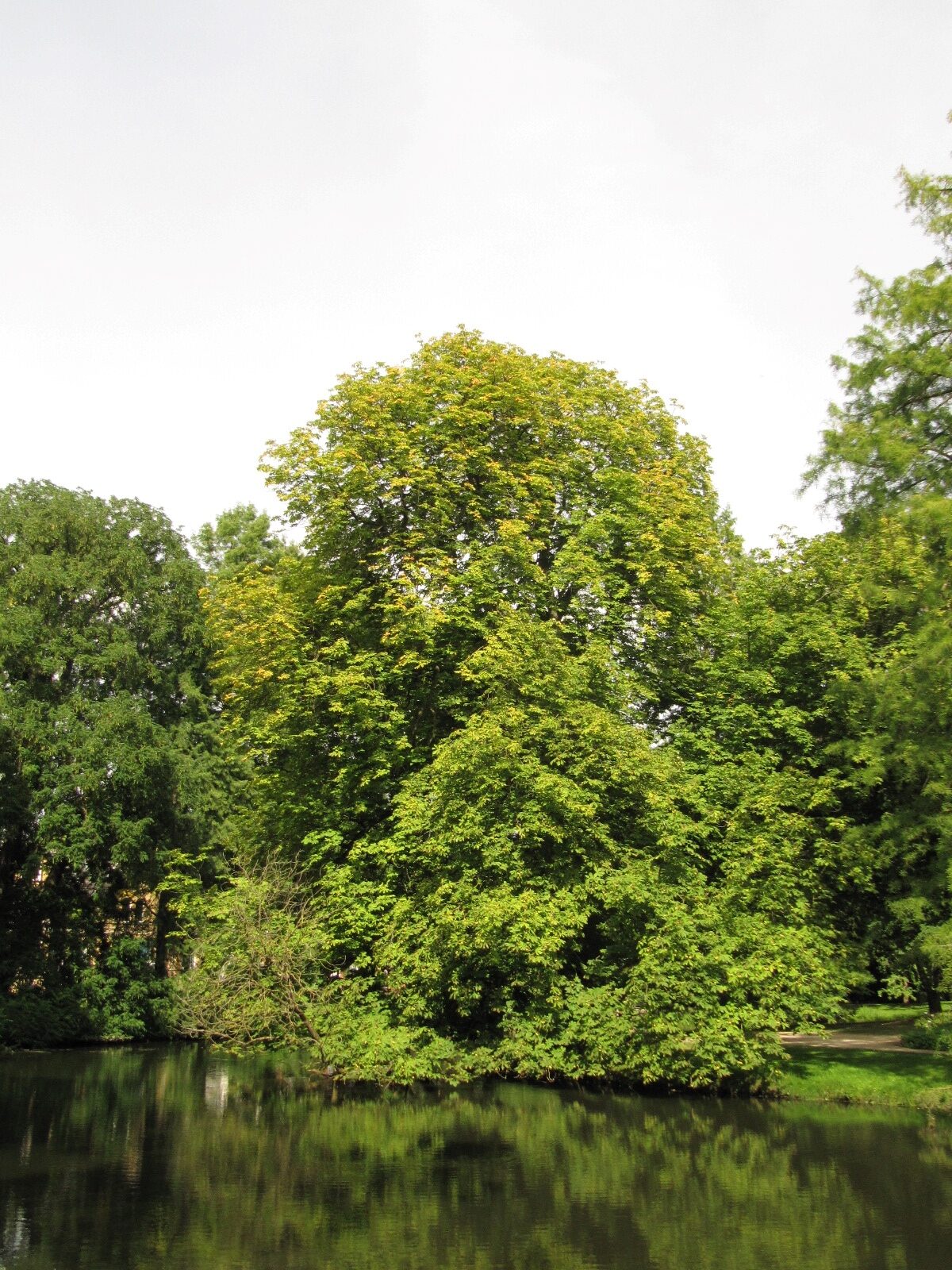 Aesculus hippocastanum