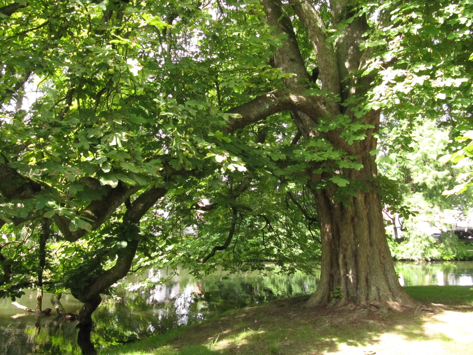 Aesculus hippocastanum - Celle - Sept. 2023