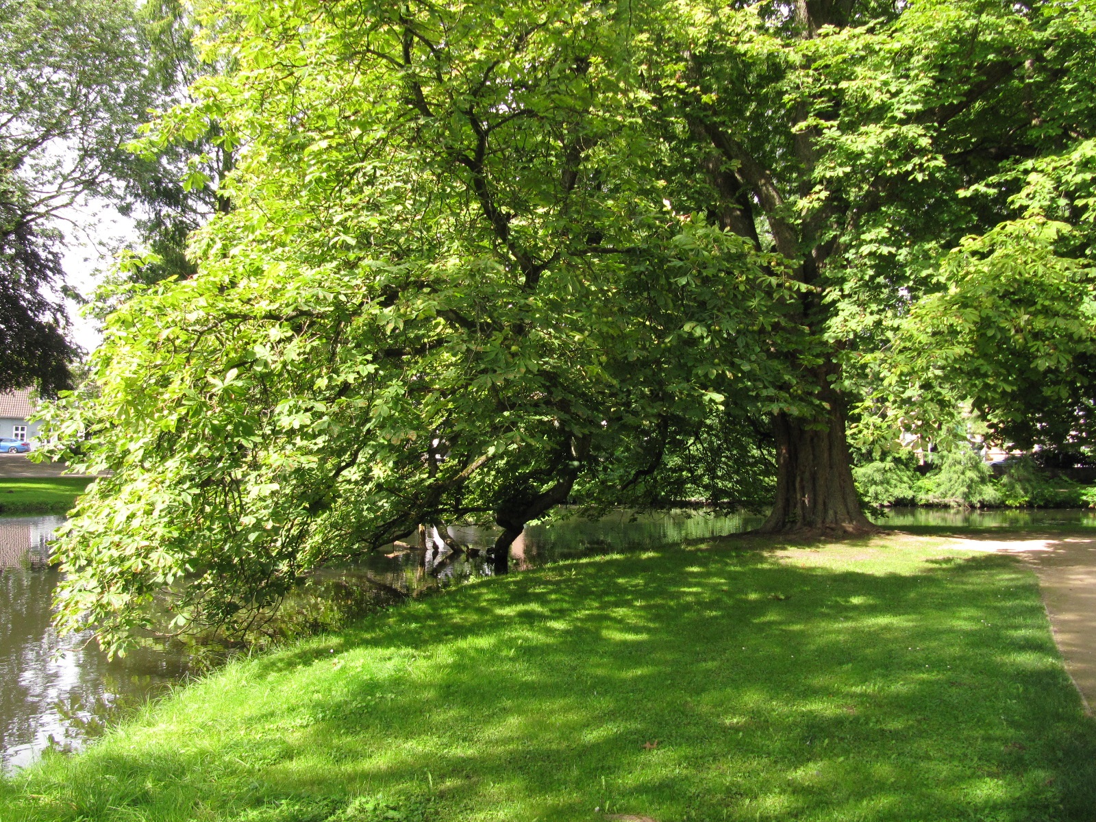 Aesculus hippocastanum - Celle - Sept. 2023