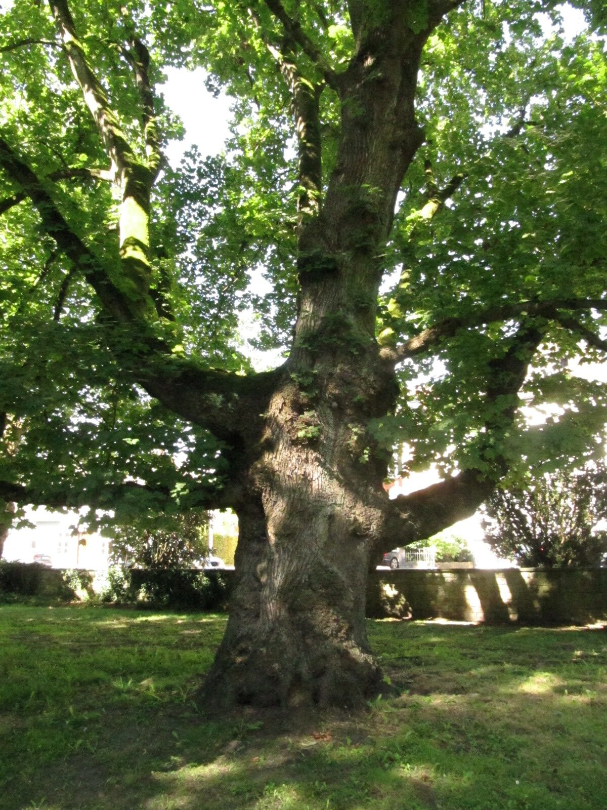 Acer platanoides