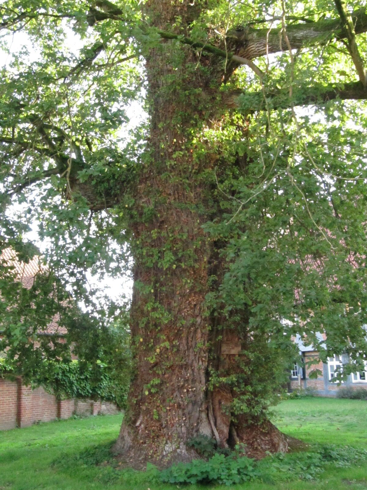Quercus robur - Wienhausen - Sept. 2023