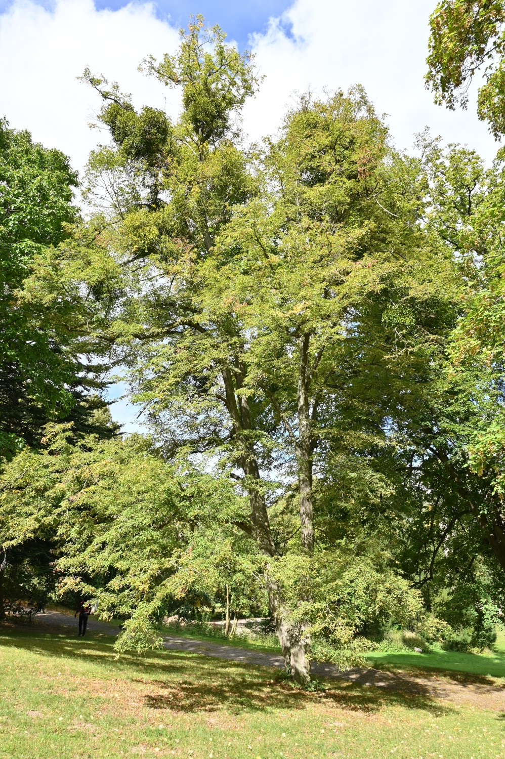 Tilia platyphyllos 'Laciniata' - Quedlinburg, Brühlpark - September 2025