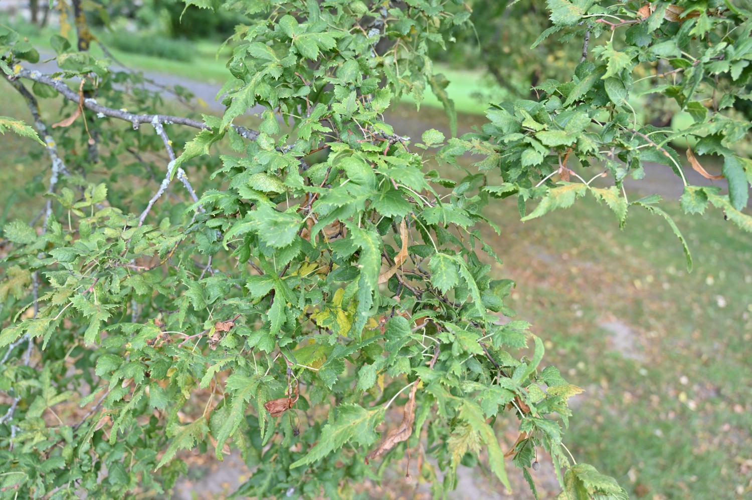 Tilia platyphyllos 'Laciniata' - Quedlinburg, Brühlpark - September 2025
