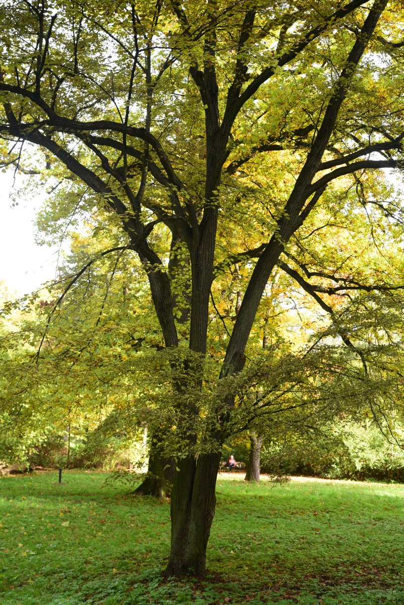 'Laciniata' platyphyllos Tilia