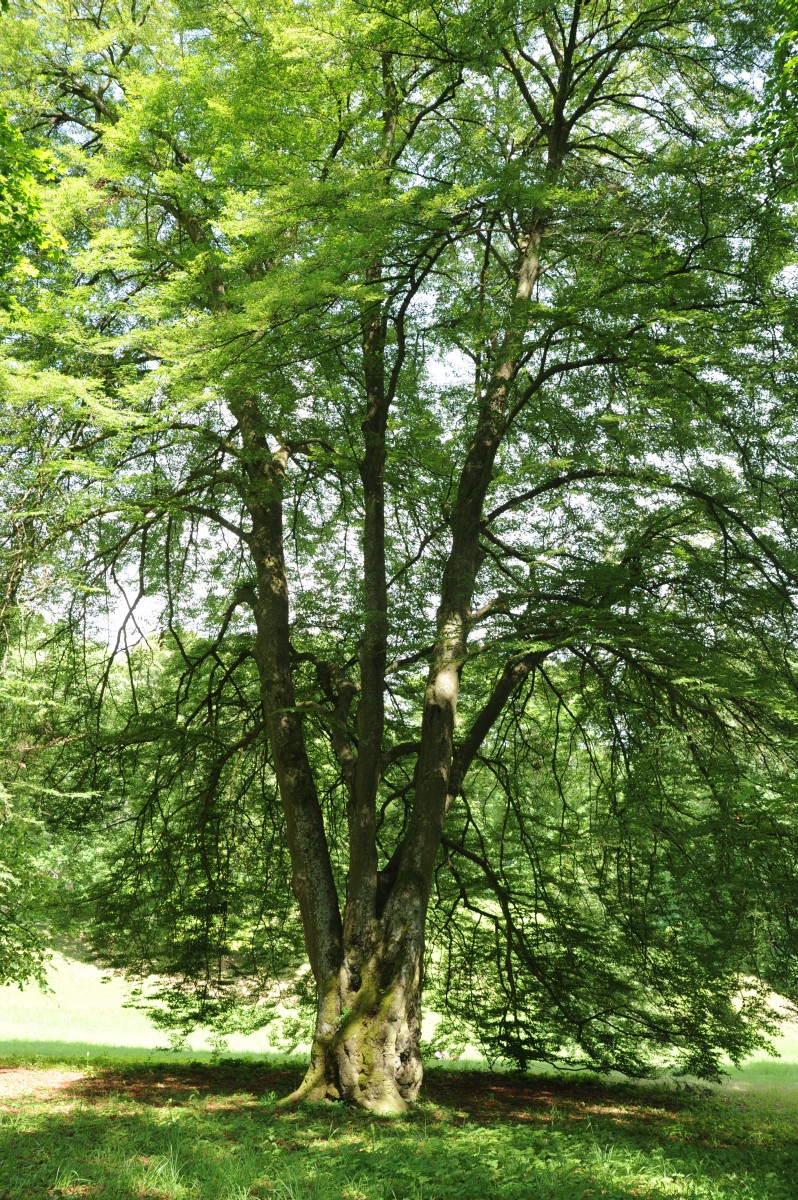 'Asplenifolia' Fagus sylvatica