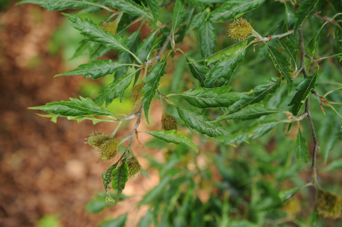 Fagus sylvatica 'Asplenifolia' - Coburg Hofgarten - Juni 2014