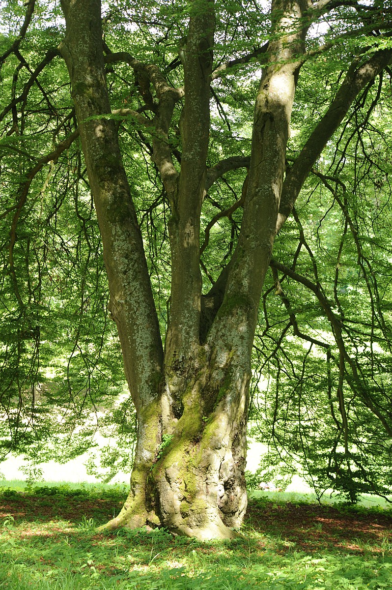 Fagus sylvatica 'Asplenifolia' - Coburg Hofgarten - Juni 2014