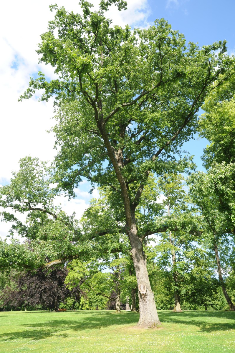 cerris Quercus