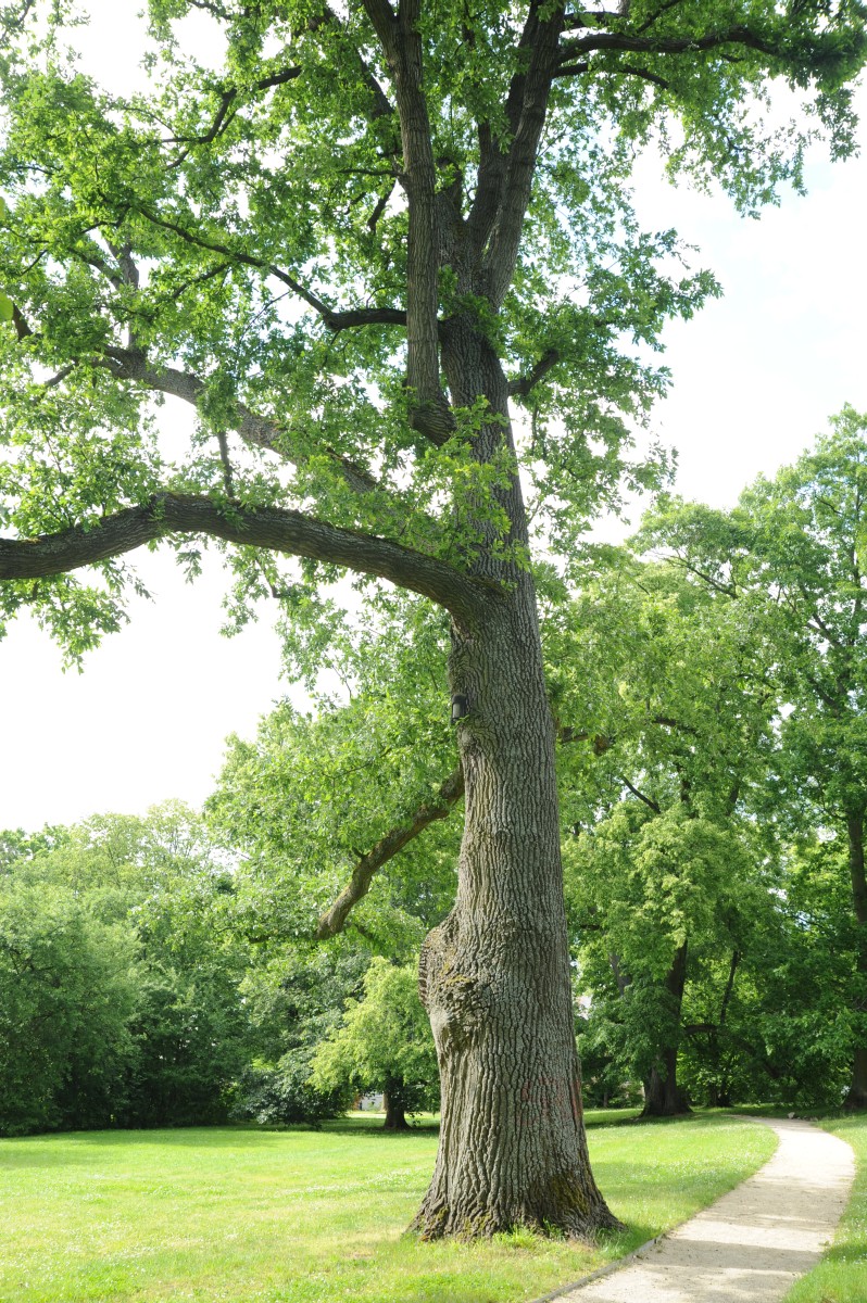 Quercus cerris - Coburg Hofgarten - Juni 2014