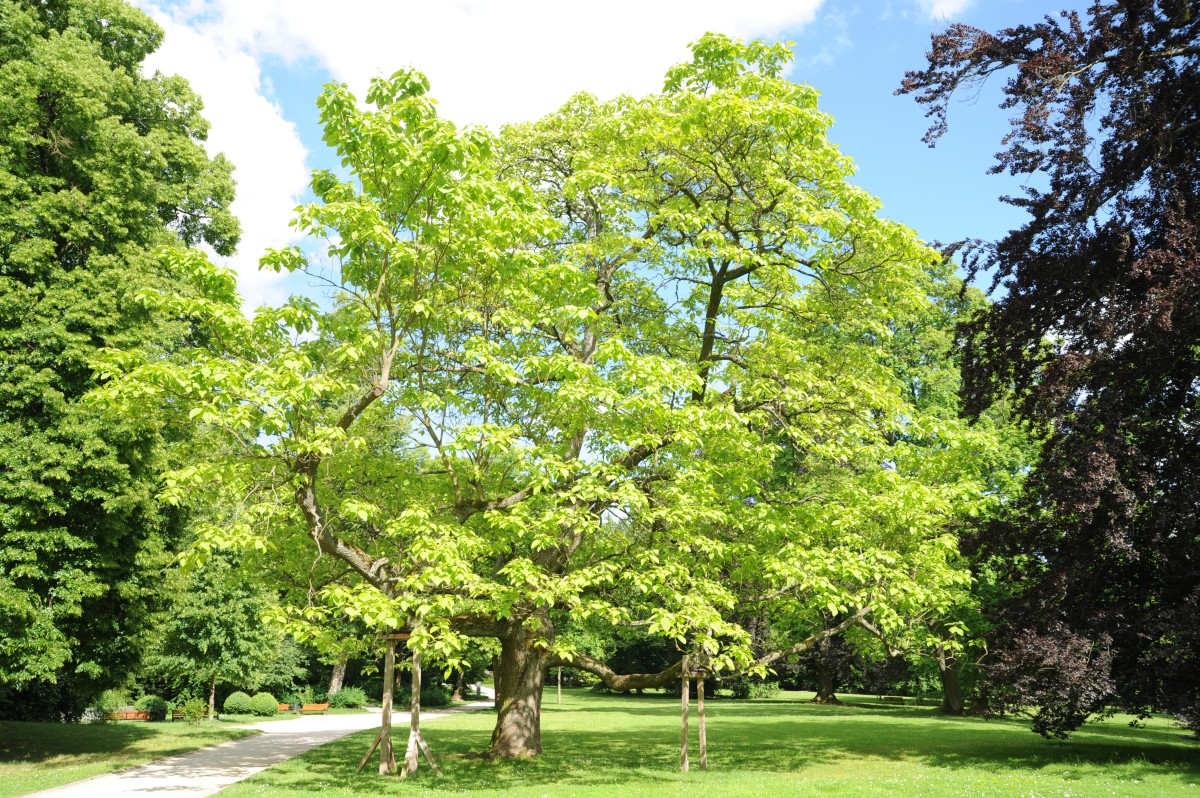 bignonioides Catalpa