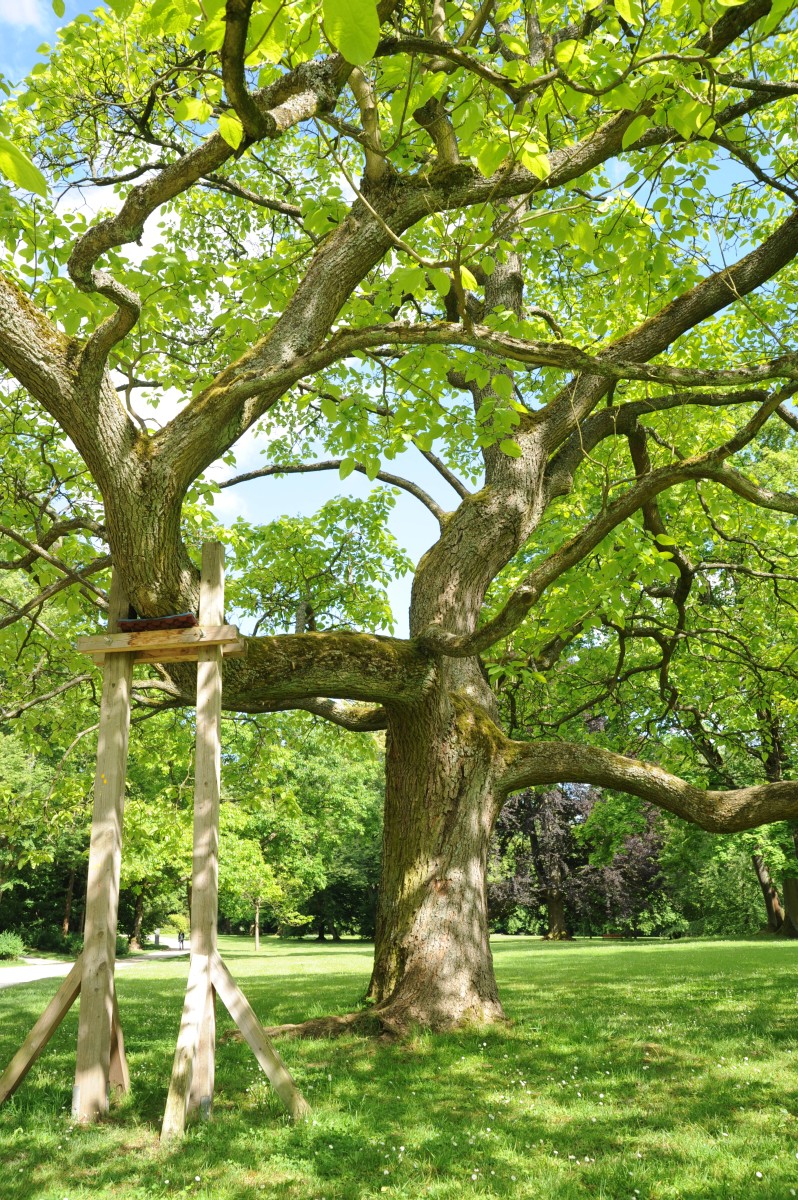 Catalpa bigonioides - Coburg Hofgarten - Juni 2014