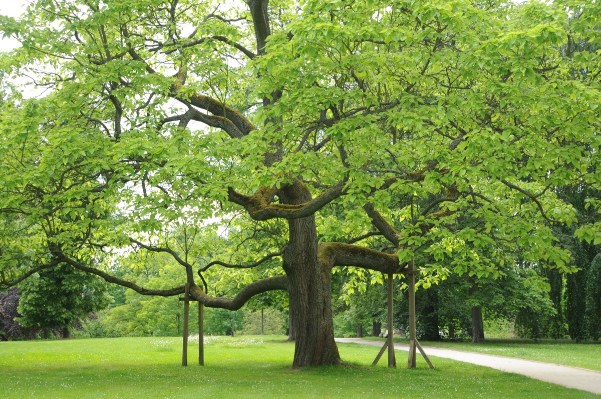 Catalpa bigonioides - Coburg Hofgarten - Juni 2014