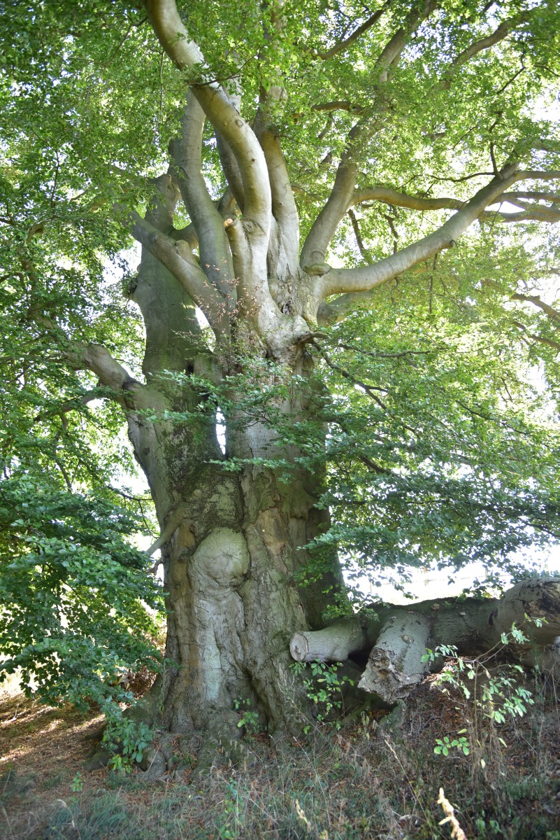 Fagus sylvatica - Dobbin, Schäferbuche - September 2016
