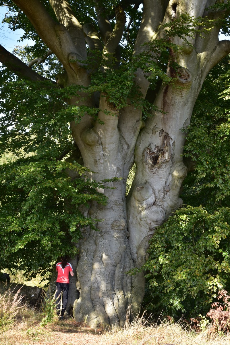 Fagus sylvatica - Dobbin, Schäferbuche - September 2016