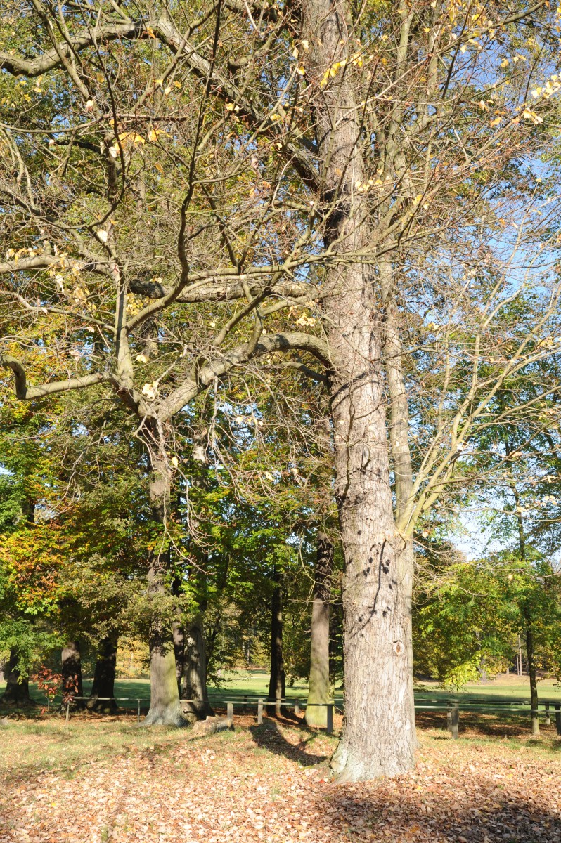 Acer rubrum