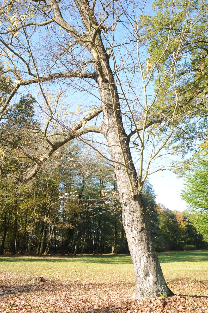 Acer rubrum - Reuthen - August 2016
