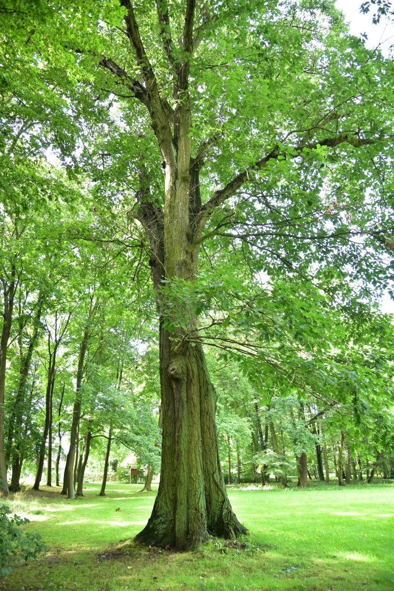 Quercus rubra