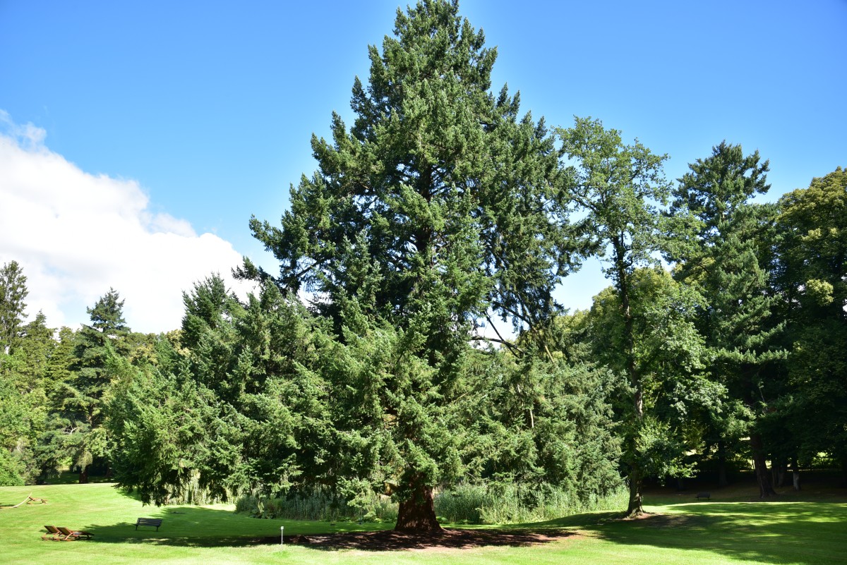 menziesii Pseudotsuga
